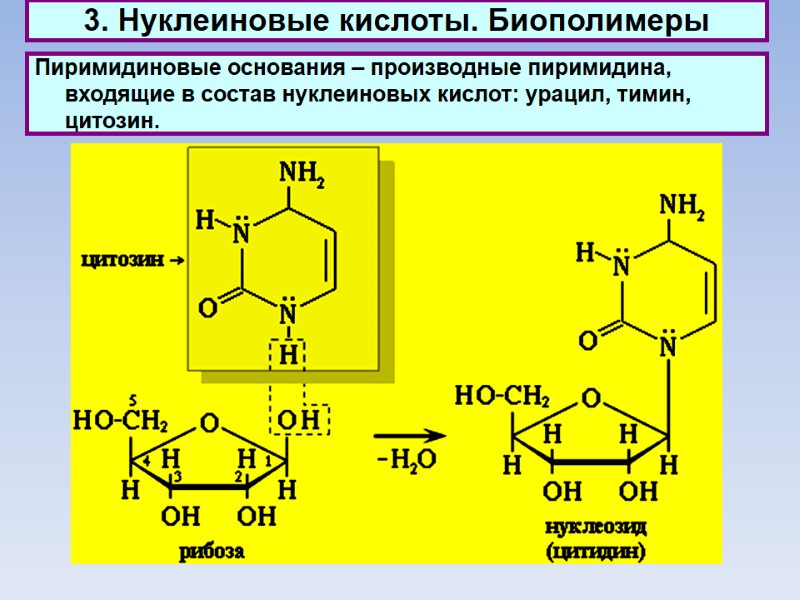 3. Нуклеиновые кислоты. Биополимеры Пиримидиновые основания – производные пиримидина, входящие в состав нуклеиновых кислот: